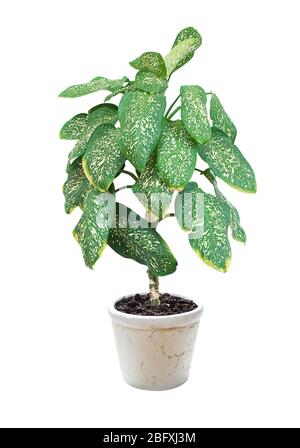 Zimmerpflanze Dieffenbachia mit großen grünen Blättern im weißen Keramik-Blumentopf isoliert auf weißem Hintergrund Stockfoto