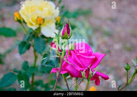 Rosa und gelbe Rosen mit grünen Blättern Hintergrund. Stockfoto