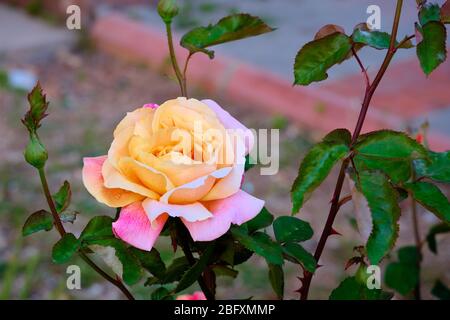 Gelbe und rosa Rose mit grünen Blättern Hintergrund. Stockfoto