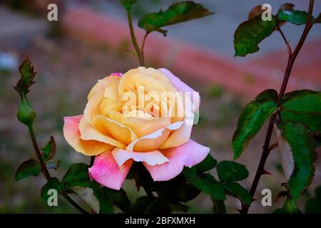 Gelbe und rosa Rose mit grünen Blättern Hintergrund. Stockfoto