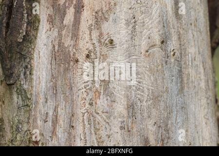 Der Baumstamm einer toten englischen Ulme, Ulmus procera, die durch die holländische Ulme-Krankheit im Wald in Großbritannien getötet wurde. Stockfoto