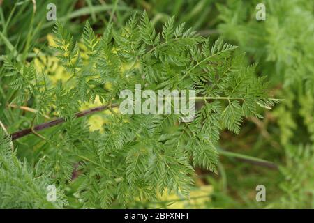 Ein Hemlock, Conium maculatum, Pflanze, die auf dem Land in Großbritannien wächst. Stockfoto