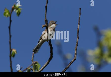 Ein schöner singender Kater Whitethroat, Sylvia communis, im Frühjahr auf einem Ast eines Baumes thront. Stockfoto