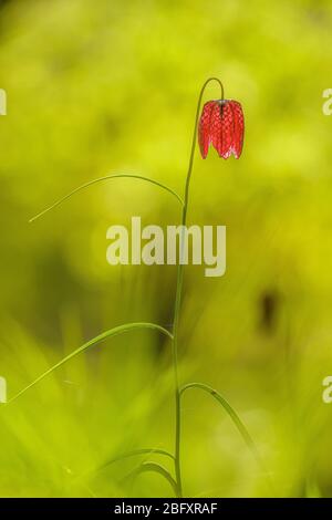 Der Kopf einer violetten Schlange, die Schachblume (Fritillaria meleagris) blüht Stockfoto