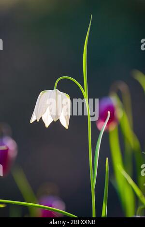 Ein weißer Schlangenkopf, Schachblume (Fritillaria meleagris) blühend Stockfoto