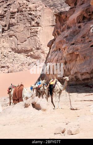 Vier Kamele in der Wüste Wadi Rum (Tal des Mondes), Jordanien, Naher Osten. UNESCO-Weltkulturerbe Stockfoto