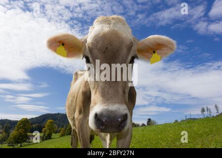 Neugierige österreichische Kuh (Bos Taurus) mit Blick auf Kamera mit alpiner Landschaft im Hintergrund Stockfoto