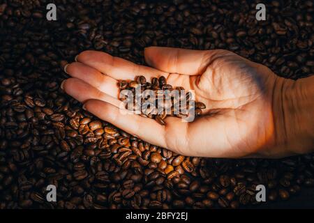 Die Hand der Frau hält Kaffeebohnen in gezielter Beleuchtung. Stockfoto