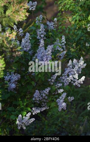 Frühling Zweig der Fliederblumen im Garten Stockfoto