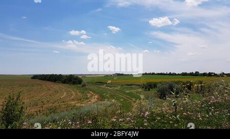 Ruhige Landschaft in Ackerland mit grünen und gelben Feldern und Wiese mit wilden Kräutern und Blumen im Vordergrund. Ländliche Aussicht und helle Wolkenlandschaft Stockfoto