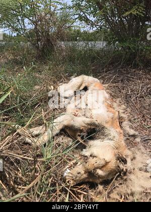 Leiche des Hundes liegt auf der Straße mit Verkehr. Tote Hund neben Straße in Thailand. Stockfoto