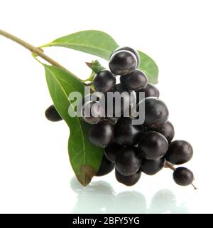 Schwarze Wildbeeren mit Blättern, isoliert auf weiß Stockfoto