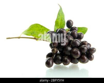 Schwarze Wildbeeren mit Blättern, isoliert auf weiß Stockfoto