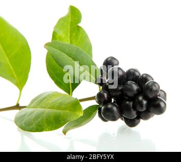 Schwarze Wildbeeren mit Blättern, isoliert auf weiß Stockfoto