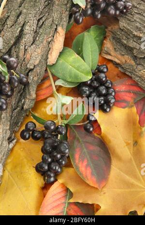 Helle Herbstblätter und Waldbeeren, aus nächster Nähe Stockfoto