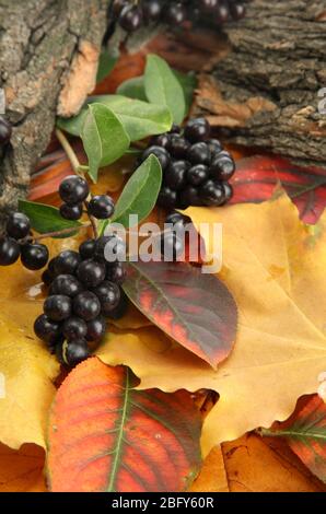 Helle Herbstblätter und Waldbeeren, aus nächster Nähe Stockfoto