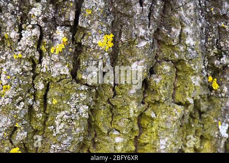 Baumrinde mit grünem und gelbem Moos aus nächster Nähe. Stockfoto