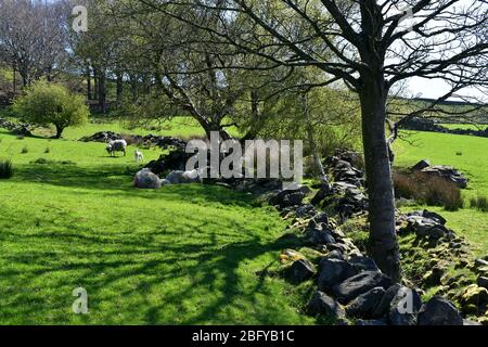 Neue Lämmer mit dort Mütter ruhen in einem Feld im Schatten von der Frühlingssonne. Stockfoto