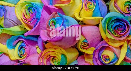 Blume Hintergrund der Rosenblüten. Bunt. Design. Nahaufnahme. Stockfoto