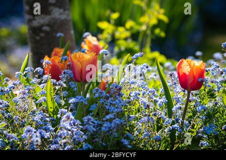 Orange und gelb umsäumte Hybride Tulpen, einzeln früh, von der Sonne hinterleuchtet in einem Bett aus Vergissmeinnicht. Stockfoto