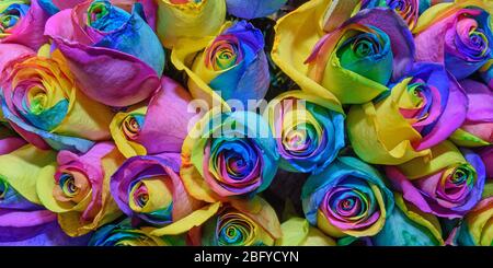 Blume Hintergrund der Rosenblüten. Bunt. Design. Nahaufnahme. Stockfoto