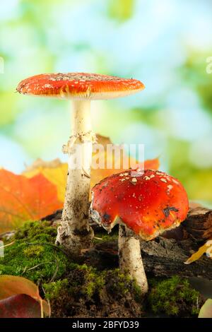 Rote amanitas mit Moos, auf grünem Hintergrund Stockfoto