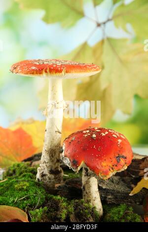 Rote amanitas mit Moos, auf grünem Hintergrund Stockfoto