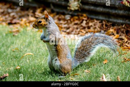 Nahaufnahme eines östlichen Grauhörnchens (Sciurus carolinensis, auch bekannt als das Grauhörnchen) in einem öffentlichen Park, Greater London, Großbritannien. Stockfoto