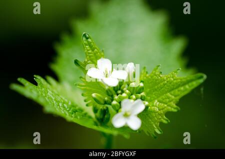 Alliaria petiolata, bekannt als Knoblauchsenf, blüht im Frühling auf einer Wiese auf dem Land in Deutschland, Westeuropa
