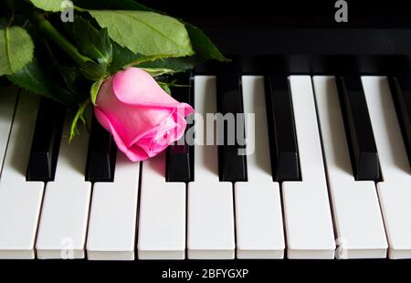 Kleine Rosenknospe am Klavier. Blume auf einem Musikinstrument. Geburtstag, 8. März, Internationaler Frauentag, 14. Februar, Valentinstag, Muttertag, Stockfoto