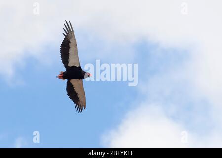 Bateleur (Terathopius ecaudatus), erwachsenes Männchen im Flug von unten gesehen, Mpumalanga, Südafrika Stockfoto