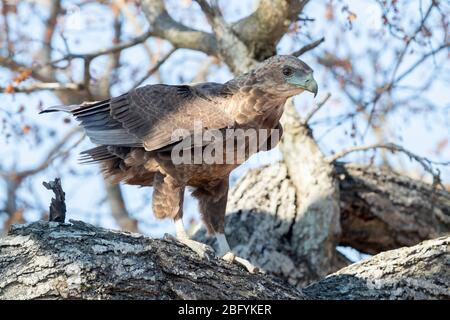 Bateleur (Terathopius ecaudatus), juvenile thront auf einem Zweig, Mpumalanga, Südafrika Stockfoto