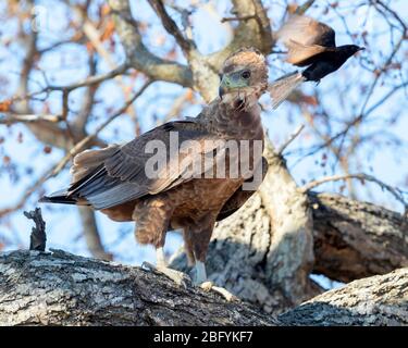 Bateleur (Terathopius ecaudatus), juvenile thront auf einem Zweig mobbed von einem Drongo, Mpumalanga, Südafrika Stockfoto
