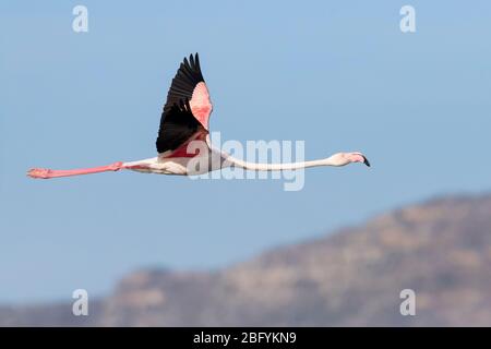 Flamingo (Phoenicopterus roseus), Seitenansicht eines Erwachsenen im Flug, Westkap, Südafrika Stockfoto