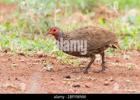 Swainson's Spurfowl (Pternistis swainsonii), Seitenansicht eines Erwachsenen, der auf dem Boden steht, Mpumalanga, Südafrika Stockfoto