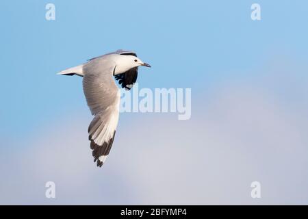 Hartlaub-Möwe (Chroicocephalus hartlaubii), Seitenansicht eines fliegenden Erwachsenen, Westkap, Südafrika Stockfoto