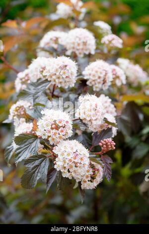 Physocarpus opulifolius 'Diabolo', Ninebark 'Diabolo' mit seinem markanten violetten Blattwerk und weißen Blüten Stockfoto