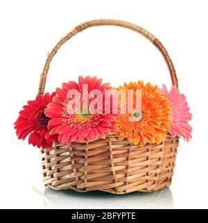 Schöne Gerbera Blumen in Korb isoliert auf weiß Stockfoto