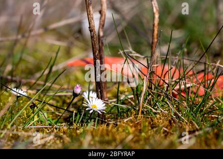 Gänseblümchen oder bellis perennis wachsen neben Plastikmüll auf einer überdachten Deponie in Bad Iburg im Nordwesten Deutschlands. Stockfoto