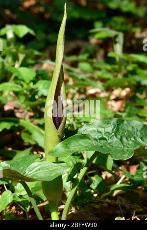 Kuckuck Pint Herren und Damen Arum maculatum Pflanze Blume wächst auf einem Waldboden Stockfoto