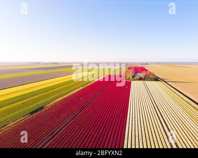 Luftdrohne fliegt über das wunderschöne farbige Tulpenfeld in den Niederlanden. Drone Ansicht der Birne Landwirtschaft Felder mit Blumen. Fliegen Sie über die holländischen Polderländer Stockfoto