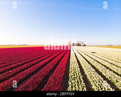 Luftdrohne fliegt über das wunderschöne farbige Tulpenfeld in den Niederlanden. Drone Ansicht der Birne Landwirtschaft Felder mit Blumen. Fliegen Sie über die holländischen Polderländer Stockfoto