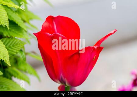 Nahaufnahme der Blütenblätter einer roten Tulpe mit weißem Hintergrund und grünen Blättern auf der linken Seite Stockfoto