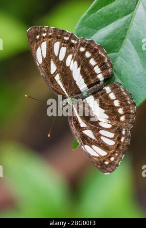 Seefahrer - Neptis hylas, schöner kleiner brauner und weißer Schmetterling aus südostasiatischen Wiesen und Wäldern, Malaysia. Stockfoto