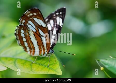 Seefahrer - Neptis hylas, schöner kleiner brauner und weißer Schmetterling aus südostasiatischen Wiesen und Wäldern, Malaysia. Stockfoto