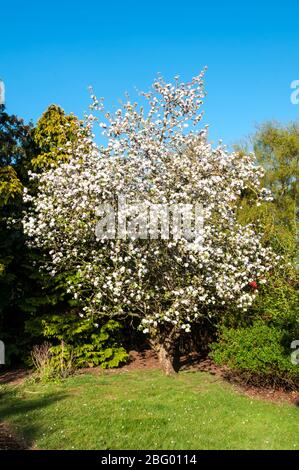 Bramley Apfelbaum, Malus domestica, blühend in der Ecke eines Gartens. Stockfoto