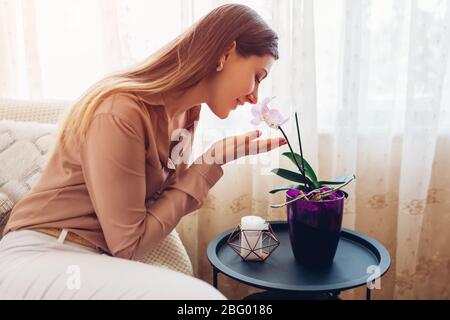 Frau riecht Orchidee im Topf auf Tisch im Wohnzimmer. Hausfrau kümmert sich um Pflanzen und Blumen zu Hause. Innen Stockfoto