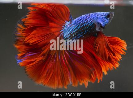 Betta Blue Red Rose Tail Halfmoon HM Male oder Plakat Fighting Fish splendens. Stockfoto