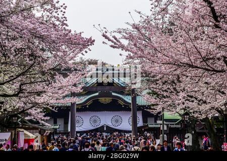 Historischer Yasukuni-Schrein im Frühling in Tokio in Japan von rosa Kirschblüten umgeben Stockfoto