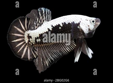 Betta Black Samurai Halfmoon Plakat HMPK Männlich oder Plakat Kampf Fisch splendens auf schwarzem Hintergrund. Stockfoto